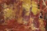 Polished Petrified Wood (Araucarioxylon) Slab - Arizona #259335-1